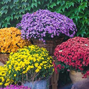 DICHMAG 300+ Chrysanthemum Heirloom Rare Ground Cover Seeds for Planting - Non-GMO Rare Dwarf Cover Landscape Flower Seeds Mixed Color Yellow