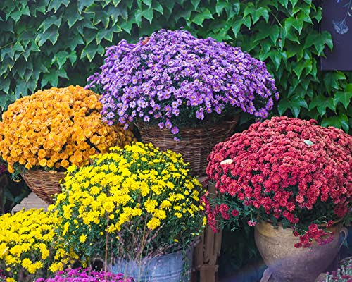 DICHMAG 300+ Chrysanthemum Heirloom Rare Ground Cover Seeds for Planting - Non-GMO Rare Dwarf Cover Landscape Flower Seeds Mixed Color Yellow