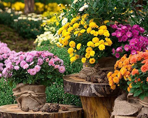 DICHMAG 300+ Chrysanthemum Heirloom Rare Ground Cover Seeds for Planting - Non-GMO Rare Dwarf Cover Landscape Flower Seeds Mixed Color Yellow