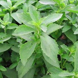 100pcs/bag Stevia Flores Seeds Stevia Herbs plantas Seeds Plant Plante Green Herb Stevia rebaudiana Semillas for Garden Planting