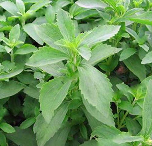 100pcs/bag Stevia Flores Seeds Stevia Herbs plantas Seeds Plant Plante Green Herb Stevia rebaudiana Semillas for Garden Planting