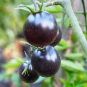 black cherry tomato seeds, 30 seeds sweet tasty tomato plant for garden