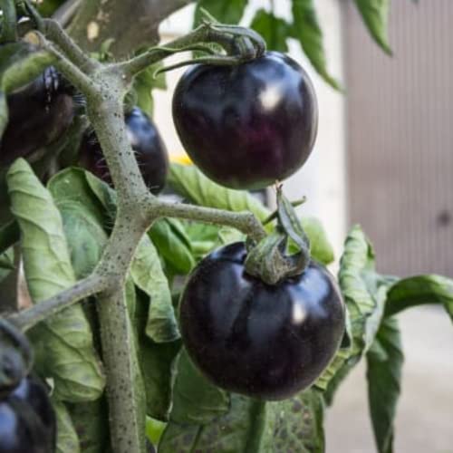 Black Cherry Tomato Seeds, 30 Seeds Sweet Tasty Tomato Plant for Garden