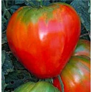 german red strawberry tomato seeds (20+ seeds) | non gmo | vegetable fruit herb flower seeds for planting | home garden greenhouse pack