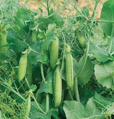 David's Garden Seeds Pea Snap Feisty FBA-2722 (Green) 100 Non-GMO, Open Pollinated Seeds