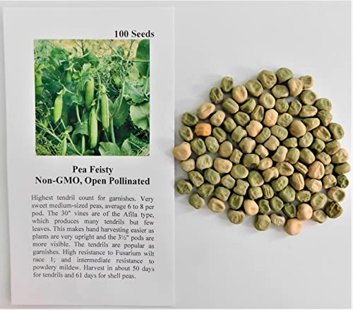 David's Garden Seeds Pea Snap Feisty FBA-2722 (Green) 100 Non-GMO, Open Pollinated Seeds