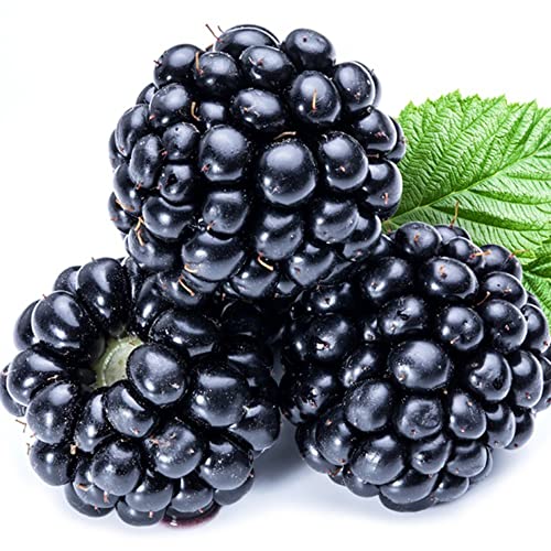 QAUZUY GARDEN 100 Nutritious Pre-stratified Jumbo Thornless BlackBerry Seeds Perennial Juicy Sweet Healthy Fast-Growing Fruit Survival Gear Food Seeds