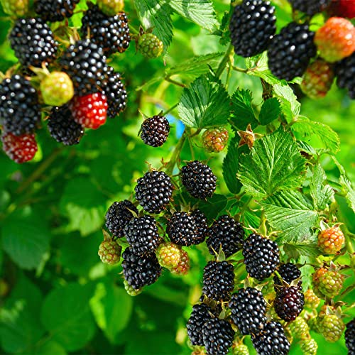 QAUZUY GARDEN 100 Nutritious Pre-stratified Jumbo Thornless BlackBerry Seeds Perennial Juicy Sweet Healthy Fast-Growing Fruit Survival Gear Food Seeds