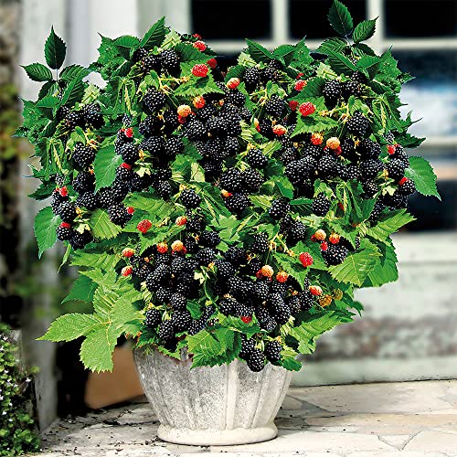 QAUZUY GARDEN 100 Nutritious Pre-stratified Jumbo Thornless BlackBerry Seeds Perennial Juicy Sweet Healthy Fast-Growing Fruit Survival Gear Food Seeds