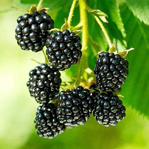 QAUZUY GARDEN 100 Nutritious Pre-stratified Jumbo Thornless BlackBerry Seeds Perennial Juicy Sweet Healthy Fast-Growing Fruit Survival Gear Food Seeds