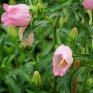 chuxay garden campanula medium ‘champion pink’,canterbury bells seed 200 seeds annual flowering plants excellent addition to garden easy grow