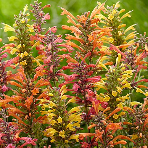 CHUXAY GARDEN Mix Agastache-Agastache Aurantiaca,Giant Hyssops,Hummingbird Mints 30 Seeds Aromatic Flowering Herbaceous Perennial Plants Low-Maintenance