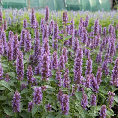 CHUXAY GARDEN Mix Agastache-Agastache Aurantiaca,Giant Hyssops,Hummingbird Mints 30 Seeds Aromatic Flowering Herbaceous Perennial Plants Low-Maintenance