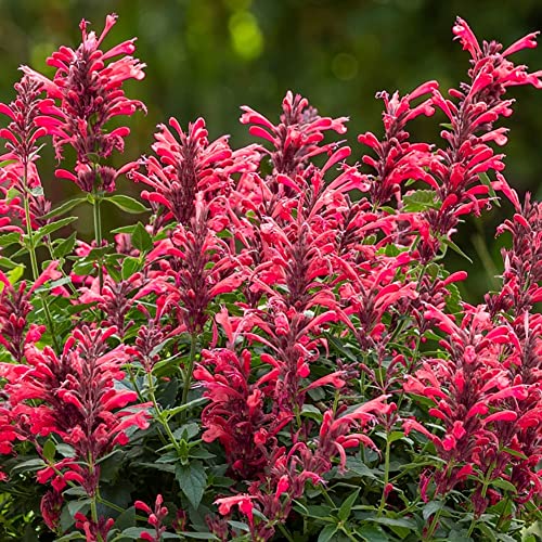 CHUXAY GARDEN Mix Agastache-Agastache Aurantiaca,Giant Hyssops,Hummingbird Mints 30 Seeds Aromatic Flowering Herbaceous Perennial Plants Low-Maintenance