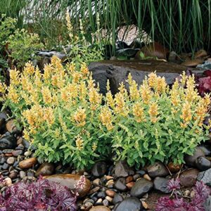 CHUXAY GARDEN Mix Agastache-Agastache Aurantiaca,Giant Hyssops,Hummingbird Mints 30 Seeds Aromatic Flowering Herbaceous Perennial Plants Low-Maintenance