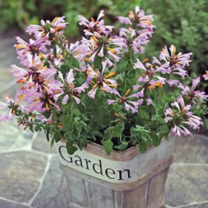 CHUXAY GARDEN Mix Agastache-Agastache Aurantiaca,Giant Hyssops,Hummingbird Mints 30 Seeds Aromatic Flowering Herbaceous Perennial Plants Low-Maintenance