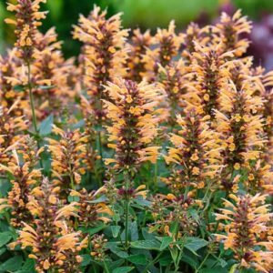 CHUXAY GARDEN Mix Agastache-Agastache Aurantiaca,Giant Hyssops,Hummingbird Mints 30 Seeds Aromatic Flowering Herbaceous Perennial Plants Low-Maintenance