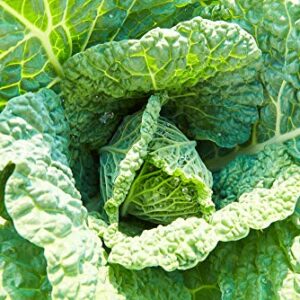 "Napa Michihili Heading" Cabbage Seeds for Planting, 1000+ Heirloom Seeds Per Packet, (Isla's Garden Seeds), Non GMO Seeds, Botanical Name: Brassica oleracea var. capitata, Great Home Garden Gift