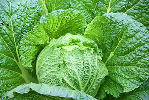 "Napa Michihili Heading" Cabbage Seeds for Planting, 1000+ Heirloom Seeds Per Packet, (Isla's Garden Seeds), Non GMO Seeds, Botanical Name: Brassica oleracea var. capitata, Great Home Garden Gift