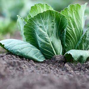 "Napa Michihili Heading" Cabbage Seeds for Planting, 1000+ Heirloom Seeds Per Packet, (Isla's Garden Seeds), Non GMO Seeds, Botanical Name: Brassica oleracea var. capitata, Great Home Garden Gift