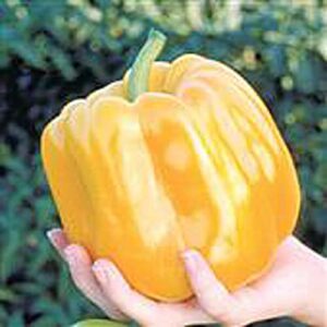 super heavyweight sweet peppers seeds (20+ seeds) | non gmo | vegetable fruit herb flower seeds for planting | home garden greenhouse pack