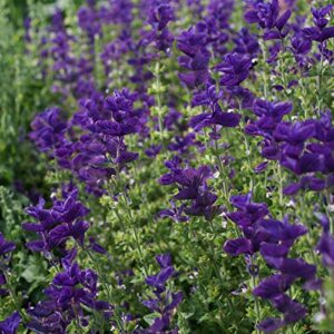 outsidepride salvia horminum blue monday clary garden cut flowers great for dried arrangements, vases, bouquets – 1000 seeds