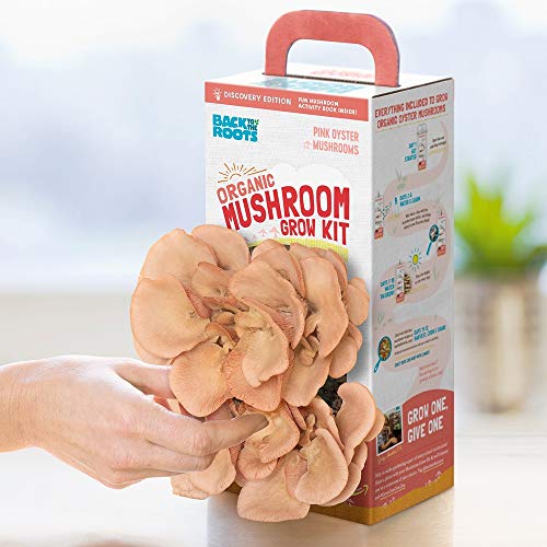 Back to the Roots Organic Pink Mushroom Grow Kit, Harvest Gourmet Mushrooms In 10 Days