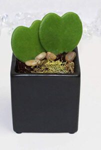 athena’s garden modern black pot with polished river rocks and lichen. live heart-shaped hoya plants square, green