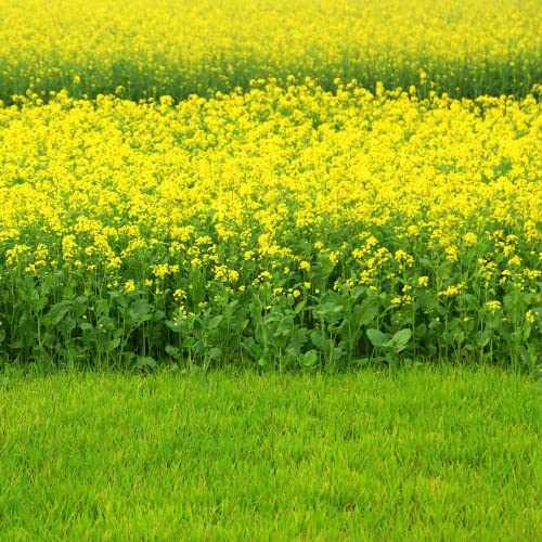 CHUXAY GARDEN Brassica Nigra,Black Mustard Annual Spice Herb Plant 150 Seeds Yellow Lovely Flower Beautiful Delicious Nutritious Easy Grow