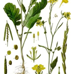 CHUXAY GARDEN Brassica Nigra,Black Mustard Annual Spice Herb Plant 150 Seeds Yellow Lovely Flower Beautiful Delicious Nutritious Easy Grow