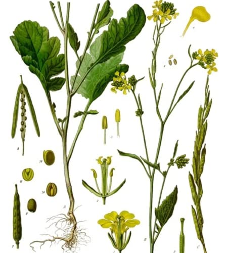 CHUXAY GARDEN Brassica Nigra,Black Mustard Annual Spice Herb Plant 150 Seeds Yellow Lovely Flower Beautiful Delicious Nutritious Easy Grow