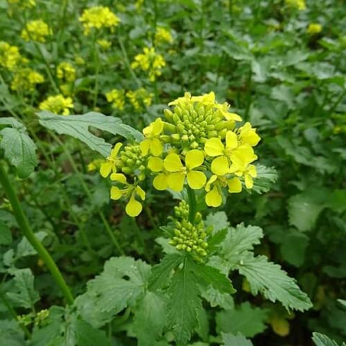 CHUXAY GARDEN Brassica Nigra,Black Mustard Annual Spice Herb Plant 150 Seeds Yellow Lovely Flower Beautiful Delicious Nutritious Easy Grow