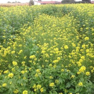 CHUXAY GARDEN Brassica Nigra,Black Mustard Annual Spice Herb Plant 150 Seeds Yellow Lovely Flower Beautiful Delicious Nutritious Easy Grow