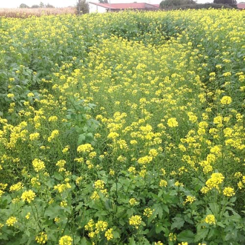 CHUXAY GARDEN Brassica Nigra,Black Mustard Annual Spice Herb Plant 150 Seeds Yellow Lovely Flower Beautiful Delicious Nutritious Easy Grow