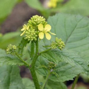 CHUXAY GARDEN Brassica Nigra,Black Mustard Annual Spice Herb Plant 150 Seeds Yellow Lovely Flower Beautiful Delicious Nutritious Easy Grow