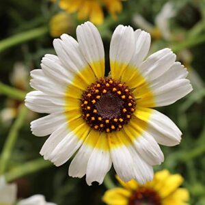 outsidepride chrysanthemum polar star garden cut flower plants – 1000 seeds
