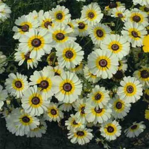 Outsidepride Chrysanthemum Polar Star Garden Cut Flower Plants - 1000 Seeds