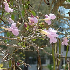 CHUXAY GARDEN Tabebuia Heterophylla Seed,Pink Trumpet Tree 10 Seeds Exotic Flowering Tree Highly Fragrant Wonderful Choice for Garden