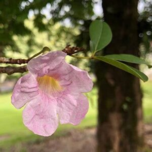 CHUXAY GARDEN Tabebuia Heterophylla Seed,Pink Trumpet Tree 10 Seeds Exotic Flowering Tree Highly Fragrant Wonderful Choice for Garden