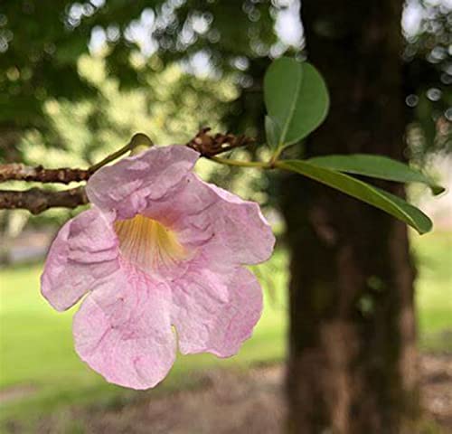 CHUXAY GARDEN Tabebuia Heterophylla Seed,Pink Trumpet Tree 10 Seeds Exotic Flowering Tree Highly Fragrant Wonderful Choice for Garden