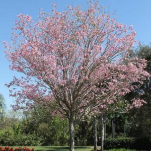 CHUXAY GARDEN Tabebuia Heterophylla Seed,Pink Trumpet Tree 10 Seeds Exotic Flowering Tree Highly Fragrant Wonderful Choice for Garden