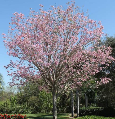 CHUXAY GARDEN Tabebuia Heterophylla Seed,Pink Trumpet Tree 10 Seeds Exotic Flowering Tree Highly Fragrant Wonderful Choice for Garden