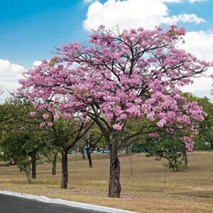 CHUXAY GARDEN Tabebuia Heterophylla Seed,Pink Trumpet Tree 10 Seeds Exotic Flowering Tree Highly Fragrant Wonderful Choice for Garden