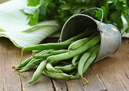 "Slenderette" Bush Bean Seeds for Planting, 50+ Heirloom Seeds Per Packet, (Isla's Garden Seeds), Non GMO Seeds, Scientific Name: Phaseolus vulgaris, Great Green Bean Variety for Home Garden