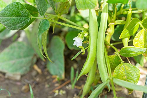 "Slenderette" Bush Bean Seeds for Planting, 50+ Heirloom Seeds Per Packet, (Isla's Garden Seeds), Non GMO Seeds, Scientific Name: Phaseolus vulgaris, Great Green Bean Variety for Home Garden