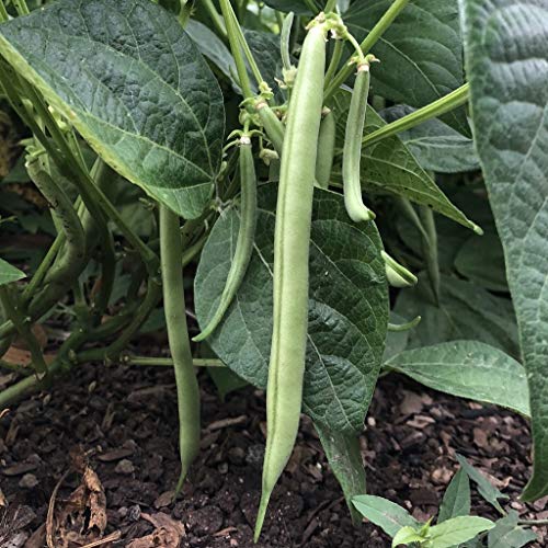 "Slenderette" Bush Bean Seeds for Planting, 50+ Heirloom Seeds Per Packet, (Isla's Garden Seeds), Non GMO Seeds, Scientific Name: Phaseolus vulgaris, Great Green Bean Variety for Home Garden