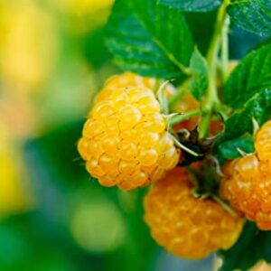 2 Yellow Raspberry Plants, Fall Gold Raspberries Bushes, from 4 Inc Ornaments Perennial Garden Simple to Grow Pot