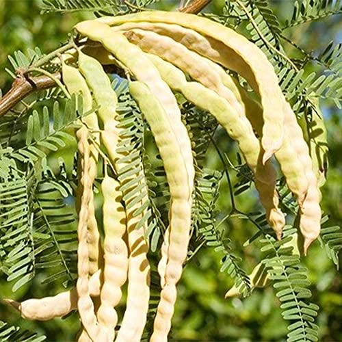 QAUZUY GARDEN 20 Seeds Thornless Argentine Mesquite Tree Seeds Prosopis Laevigata Alba Smooth Mesquite Seeds Non-GMO Seeds Easy to Grow