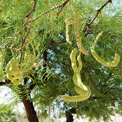 QAUZUY GARDEN 20 Seeds Thornless Argentine Mesquite Tree Seeds Prosopis Laevigata Alba Smooth Mesquite Seeds Non-GMO Seeds Easy to Grow