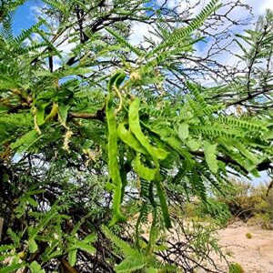 QAUZUY GARDEN 20 Seeds Thornless Argentine Mesquite Tree Seeds Prosopis Laevigata Alba Smooth Mesquite Seeds Non-GMO Seeds Easy to Grow